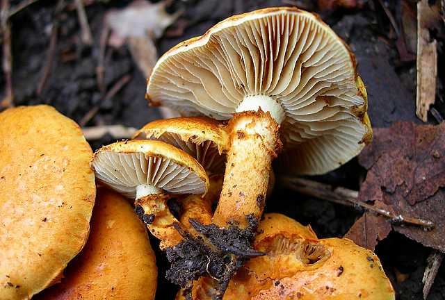 2005 :  Un anno di funghi